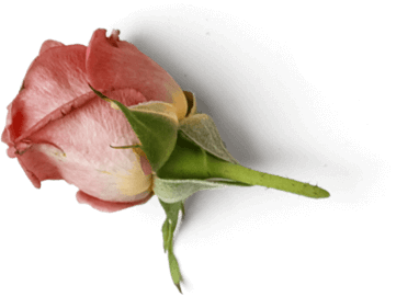 Rose's Mystery House,Escape rooms,Experience cafe