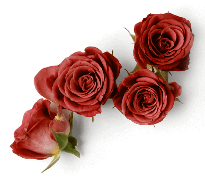 Rose's Mystery House,Escape rooms,Experience cafe