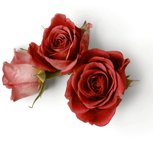 Rose's Mystery House,Escape rooms,Experience cafe