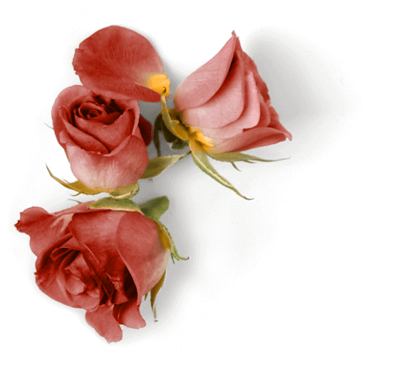 Rose's Mystery House,Escape rooms,Experience cafe